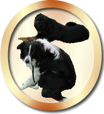 Aide Aux Anes - Chiens