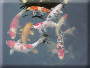 Aide Aux Anes - Ezelopvang - Koi