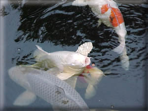 Aide Aux Anes - Ezelopvang - Koi