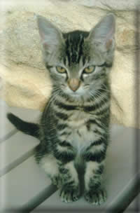Aide Aux Anes - Ezelopvang - Minette