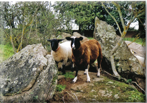 Aide Aux Anes - Ezelopvag - Schapen