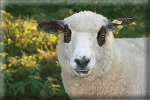 Aide Aux Anes - Ezelopvang - Schapen