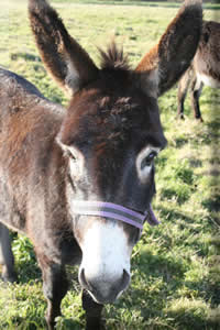 Aide Aux Anes - Ezelopvang - Scooby