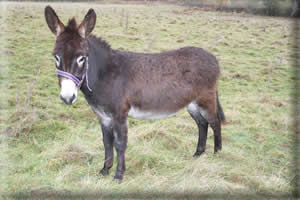 Aide Aux Anes - Ezelopvang - Scooby