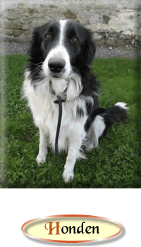 Aide Aux Anes - Ezelopvang - Honden