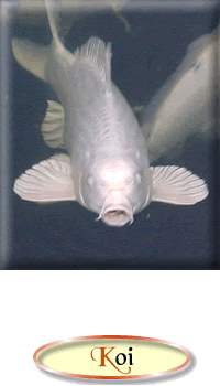 Aide Aux Anes - Ezelopvang - Koi